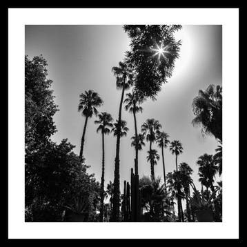 Ben Dauchez - An after noon at Majorelle B&W