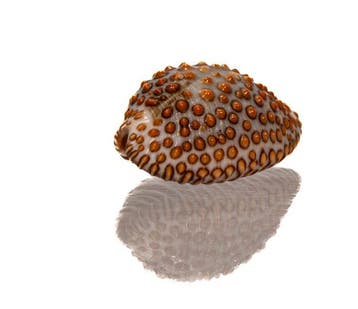 WERELDRECORD-GROOTTE? Jenneria pustulata (26 mm) |