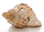 Gastéropode Coquillage marin - Triton géant Charonia, Nieuw