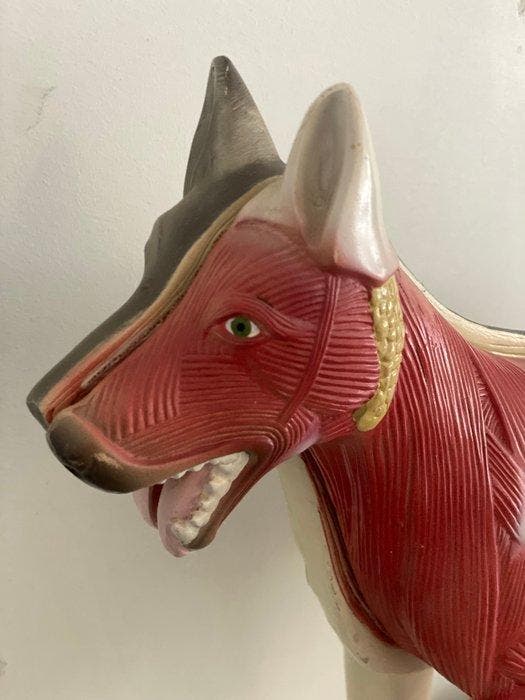 Instrument médical - Entièrement amovible - plastique -, Antiquités & Art, Antiquités | Assiettes décoratives & Carrelages