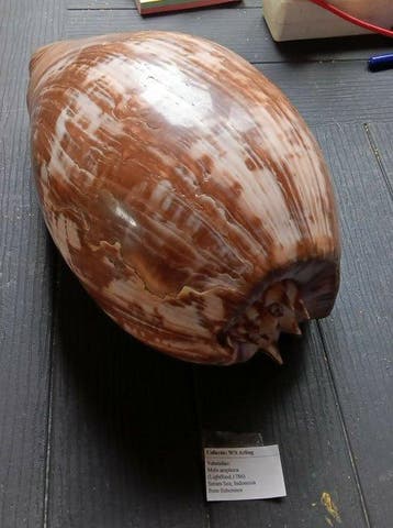 Melo Amphora 29cm! Zeeschelp - Melo Amphora (Zonder, Antiek en Kunst