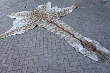 Girafe du Nord Support de corps entier pour taxidermie -, Nieuw
