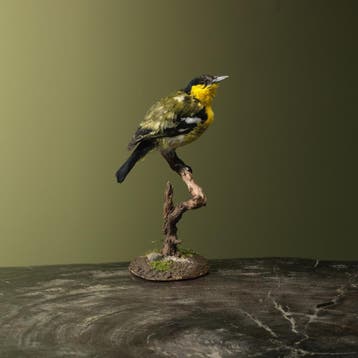 Gewone Iora Taxidermie Opgezette Dieren By Max, Ophalen of Verzenden, Nieuw, Vogel, Opgezet dier