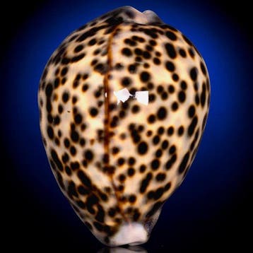 Cypraea Tigris Pardalis – Couleur spéciale – 90 mm.