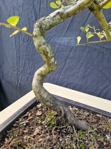 zon - Hoogte (boom): 32 cm - Diepte (boom): 25 cm -