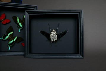 Kevel Taxidermie volledige montage - Goliathus orientalis -