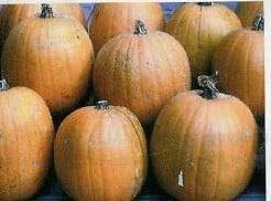 Cheyenne Bush pompoen, Hobby en Vrije tijd, Knutselen, Nieuw