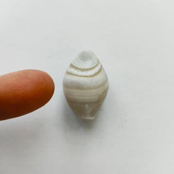 Zijderoute, Centraal-Aziatisch Natuurlijke bandagaat