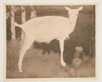 Jan Mankes (1889-1920) - Jonge witte Geit
