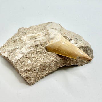 Dent de requin fossilisée Otodus obliquus - Crâne fossile -, Collections