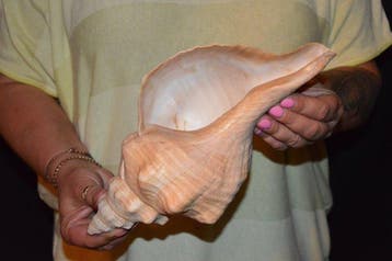 Zeeslak Zeeschelp - S-487 TRIPLOFUSUS GIGANTEUS (Zonder