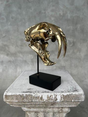 Beeld, NO RESERVE PRICE - Saber Tooth Tiger Skull - Smilodon