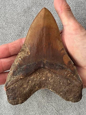 Grote Megalodon-tand, 14,0 cm - Fossiele tand - Carcharocles