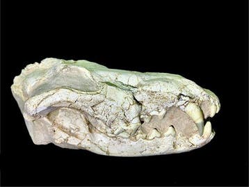 Zoogdier - Fossiele schedel - Canis teilhardi prehistoric