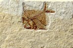 Prachtigste fossiele vis op steen - - Gefossiliseerd dier -