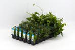 Mix pakket voorgrond 12 stuks - 5cm pot - aquariumplante, Ophalen of Verzenden, Nieuw, Plant(en), Steen of Hout