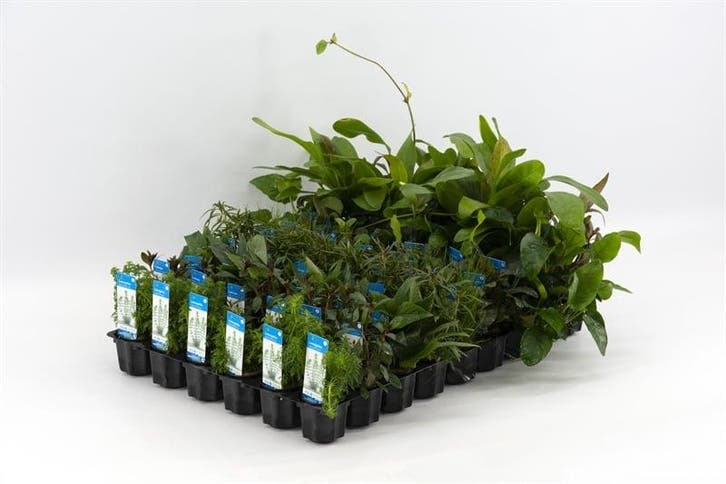 Mix pakket voorgrond 12 stuks - 5cm pot - aquariumplante, Dieren en Toebehoren, Vissen | Aquaria en Toebehoren, Plant(en), Steen of Hout