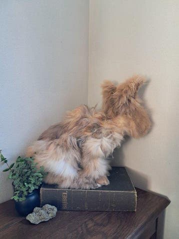 Lapin Support de corps entier pour taxidermie - Oryctolagus, Antiquités & Art