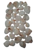 White Chippy Schelpen 500 gram, Nieuw