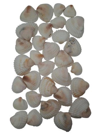 White Chippy Schelpen 500 gram, Nieuw