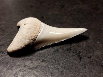 Witte haai Taxidermie volledige montage - Carcharodon, Nieuw