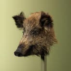 Wild Zwijn Klein Taxidermie Opgezette Dieren By Max, Ophalen of Verzenden, Opgezet dier