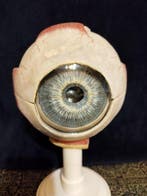 Modèle d’éducation/de démonstration - Papier-mâché -, Antiquités & Art