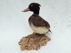 Europese kuifeend Taxidermie volledige montage - Aythya, Verzamelen, Nieuw