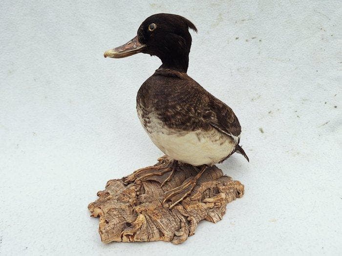 Europese kuifeend Taxidermie volledige montage - Aythya, Collections, Collections Animaux
