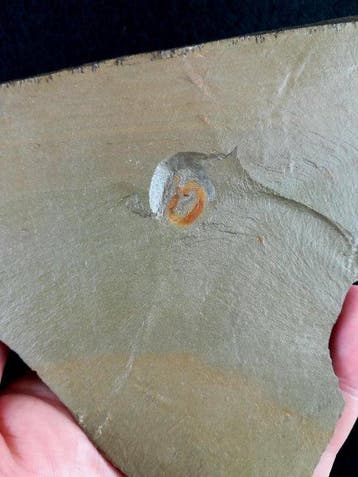 Indrukwekkende Palaeoscolex – een worm met zacht lichaam!!!