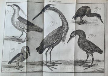 Carl Linnaeus - Natuurlyke Historie, Of uitvoerige