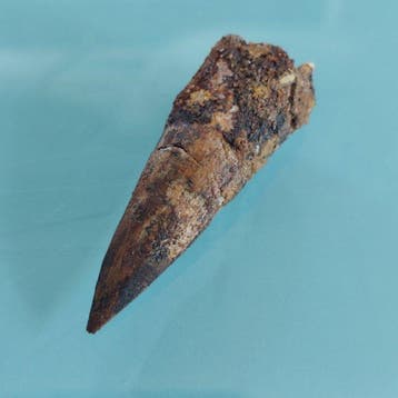 Spinosaurus - Fossiele tand - 52 mm - 18 mm (Zonder