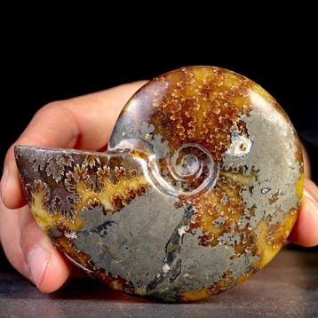 Gefossiliseerd Cleoniceras-ammoniet - Krijtperiode - Perfect