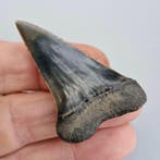 Précieuses dents de requins fossiles - Dent fossile -