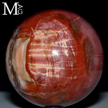 Trias Versteend Hout Bol uit Madagaskar - Complexe
