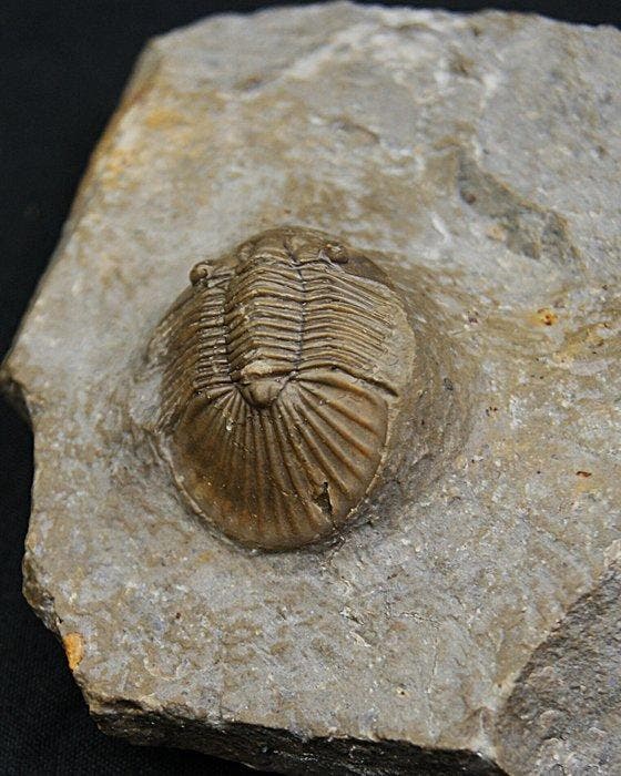 Trilobiet - Gefossiliseerd dier - Top Rara especie Platy, Collections, Minéraux & Fossiles