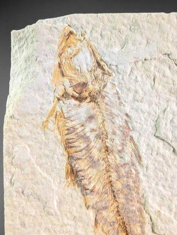 Fossiele zoetwatervissen - Gefossiliseerd dier - Knightia