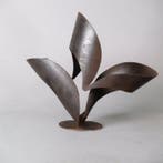 Fern - Curvif
