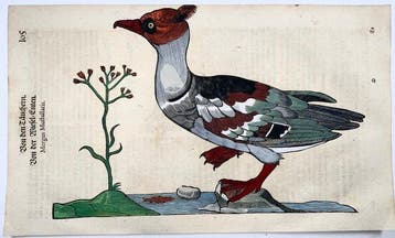 Conrad Gessner [1516-1565]; folio with woodcut -