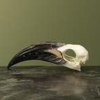 Grijze Tok M Schedel Taxidermie Opgezette Dieren By Max, Verzamelen, Ophalen of Verzenden, Nieuw, Vogel, Opgezet dier
