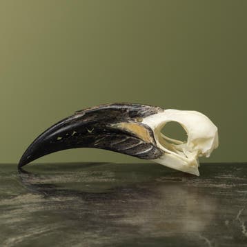 Grijze Tok M Schedel Taxidermie Opgezette Dieren By Max, Verzamelen, Ophalen of Verzenden, Nieuw, Vogel, Opgezet dier