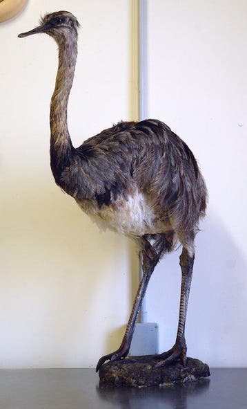Nandù Taxidermie volledige montage - Rhea americana (with