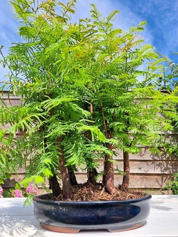 metasequoia bos in bonsaischaal - Hoogte (boom): 30 cm -