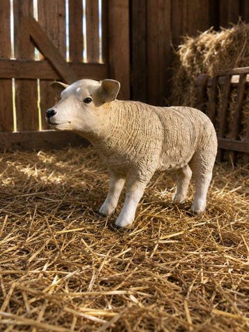 Beeld, life size and a lifelike (Texel lamb) - 43 cm -