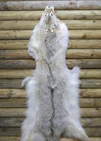 Coyote Peau d’étude - Canis latrans - 0 m - 140 cm - 0 cm -, Nieuw
