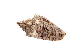 Hebreeuwse voluut - zeeslak  RARITEIT Taxidermie