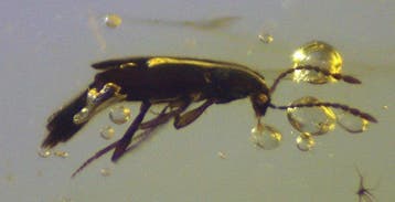 Ambre de Birmanie - Ambre - Burmesischer Bernstein – Käfer