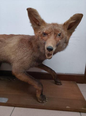 Rode vos Taxidermie volledige montage - Vulpes Vulpes - 40