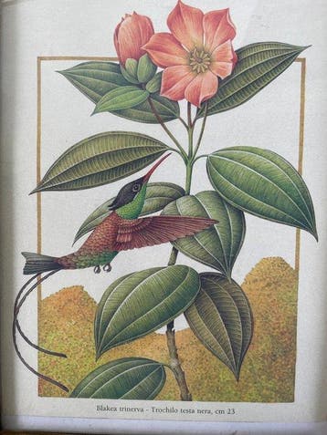 Lijst (8)- Planten en bloemen - Hout, Kleurenlithografie