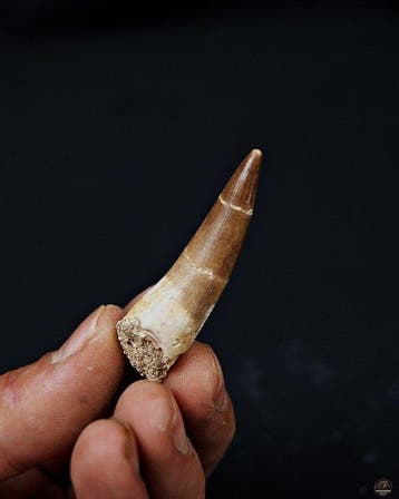 Reptile marin - Dent fossile - Plesiosaurus sp. (Sans prix